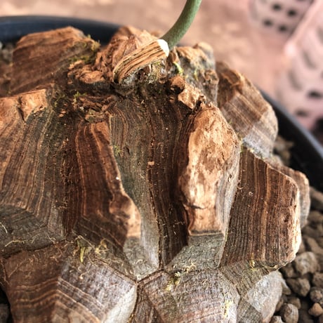 dioscorea  macrostachya メキシコ亀甲竜《L size》※現地球らしい切れ目強き立体樹形がwild且つサイズも大きな夏型メキシコ亀さん※浅鉢植え※夏型種