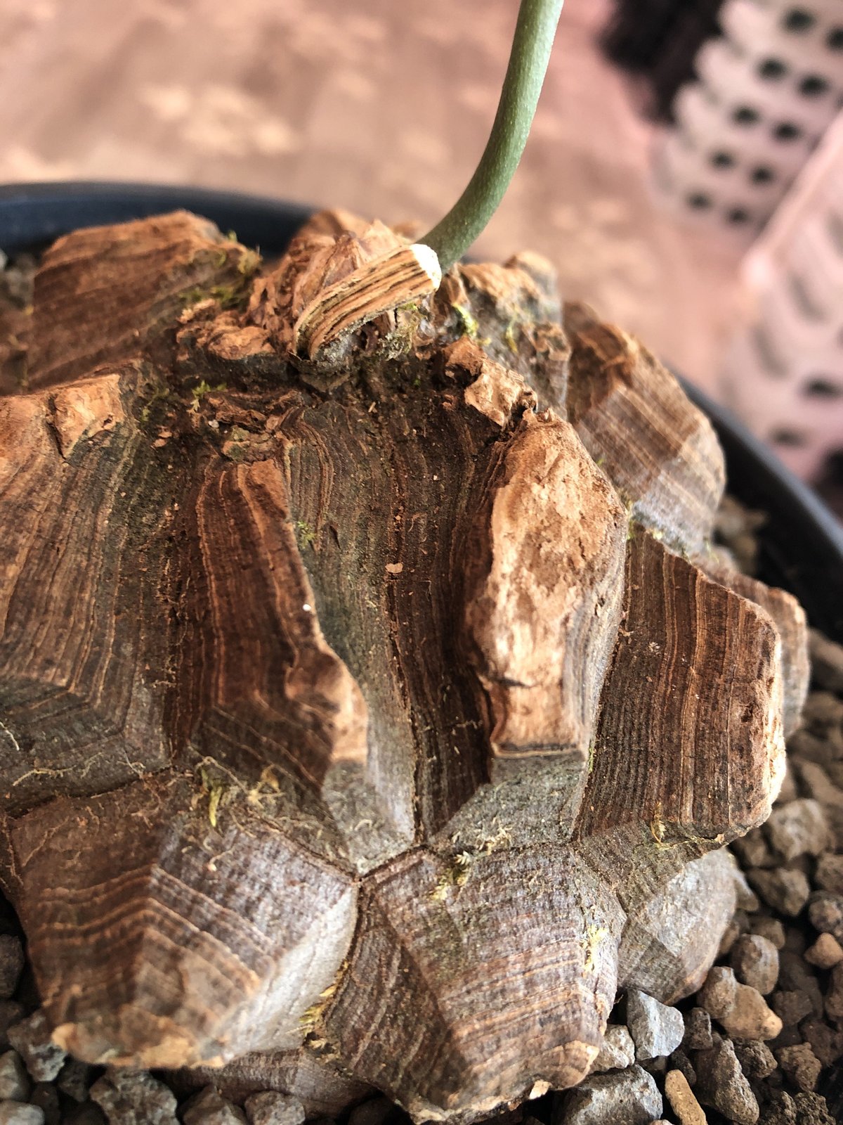 dioscorea macrostachya メキシコ亀甲竜《L size》※現地球らしい dioscorea macrostachya メキシコ亀甲竜《L size》※現地球らしい