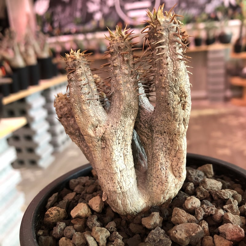 パキポディウム　ブレビカリックス　現地球　発根済 packypodium brevicalyx《S size》激希少‼︎※現地球発根済株※流通し