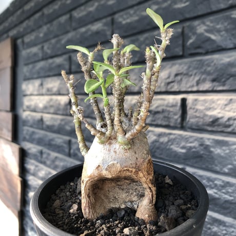 pachypodium bispinosum 《小さめM size》※現地球発根後店主国内管理3年株※生き様強く感じるエグれ球体株※mad black pot植え
