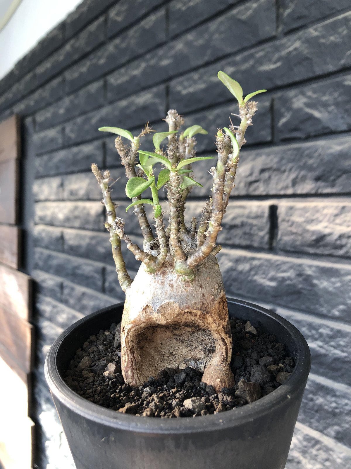 パキポディウム ビスピノーサム|塊根植物・コーデックス パキポディウム ビスピノーサム|塊根植物・コーデックス