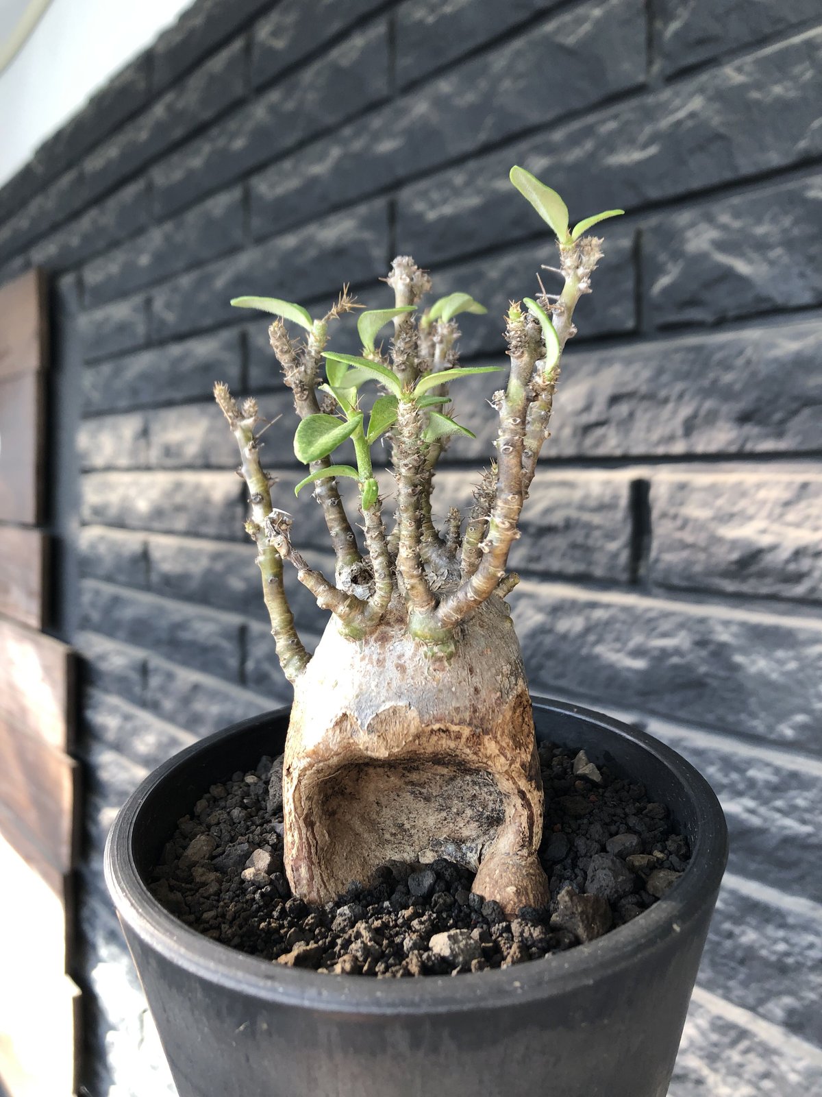 パーティを彩るご馳走や Pachypodium bispinosum パキポディウムビス