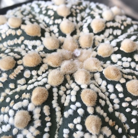 astrophytum asterias var.ミラクル兜《XL size》big株且つ極白肌が堪らない‼︎希少大株兜※店主国内管理13年株※mad black bowl pot植え