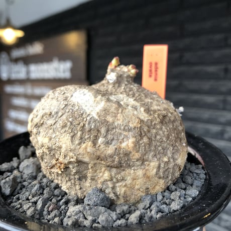 adenia ovata《L size》激希少種※現地球発根後店主国内管理7年株※恐竜の🥚卵かの如く‼︎味深き装いの希少種※信楽陶器鉢植え