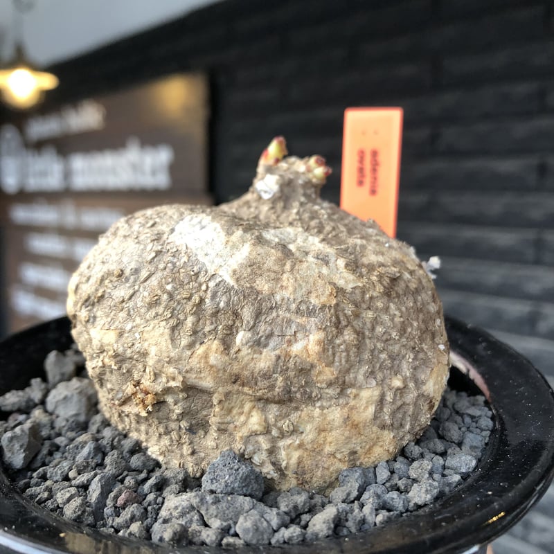 adenia ovata《L size》激希少種※現地球発根後店主国内管理7年株