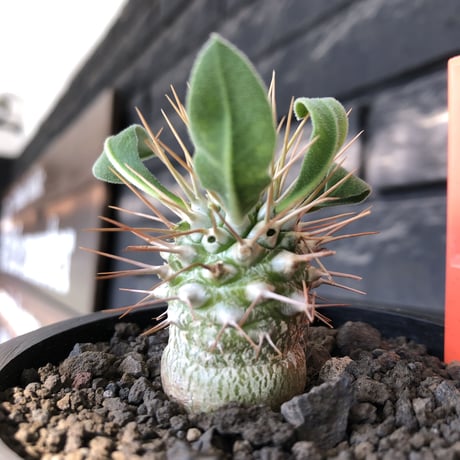 pachypodium  namaquanum 光堂《小さめM size》littmon seed🌱※希少種‼︎しっかり育てた大きめのかわいい奴※mad black pot植え