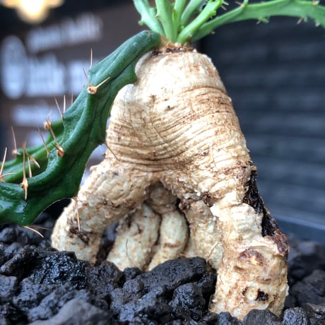 euphorbia micracantha《M size》※現地球株発根済※細く無数に生える長めの棘を持つどっしり構えの男前な一株※black bowl pot植え