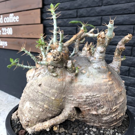packypodium  saundersii《XL  size》現地球発根済株※店主国内管理6年株※big monster‼️年代物wild木質化驚愕株‼︎※mad black bowl pot植え