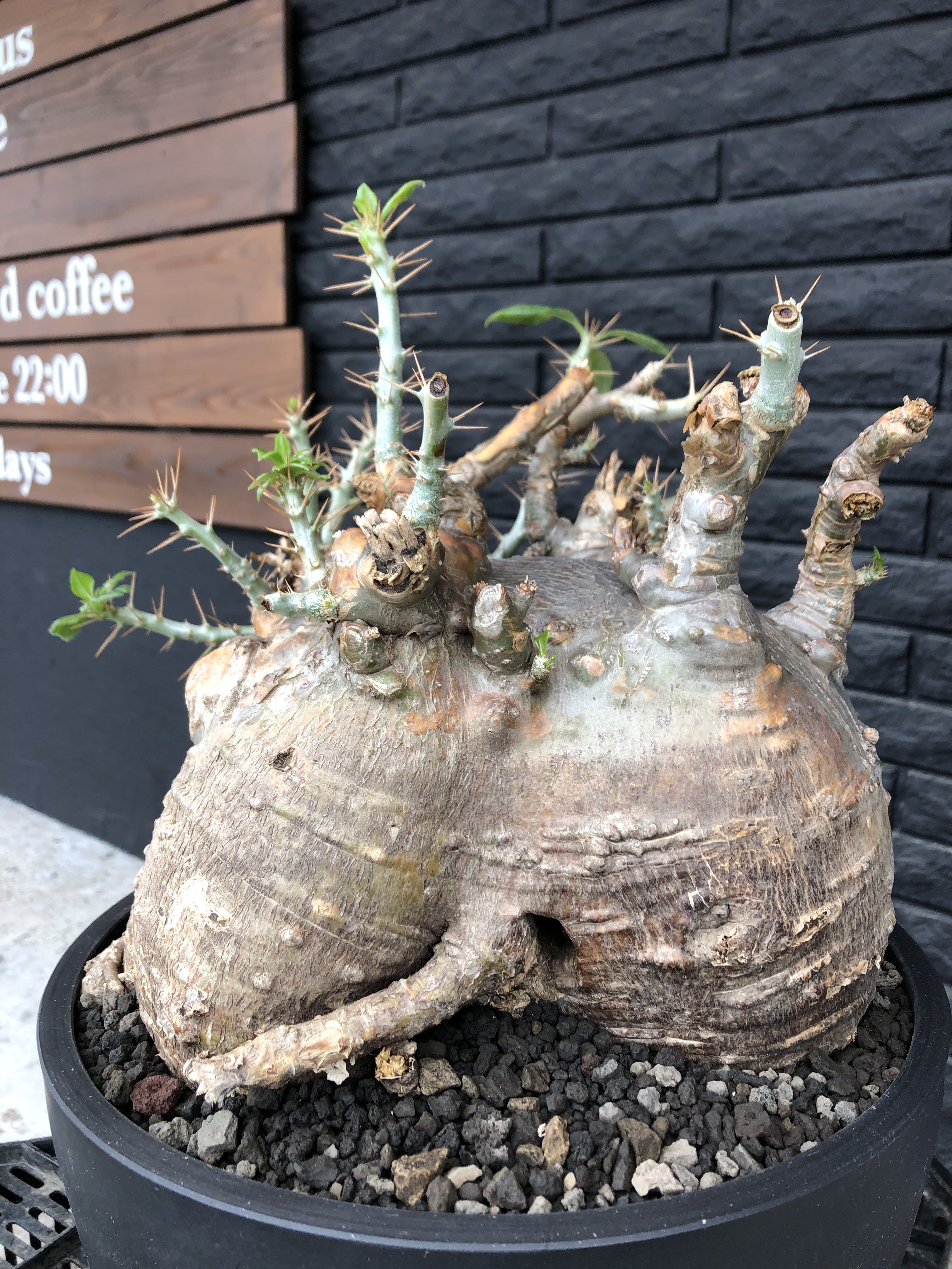 牛骨頭部　パキポディウム　サウンデルシー　サンデルシー　現地球発根済 original