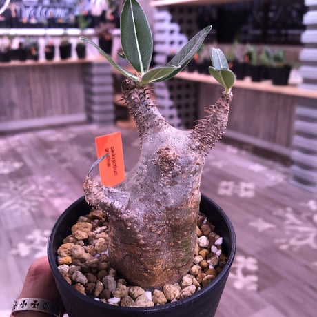 packypodium    cactipes《S size》発根済み株‼︎