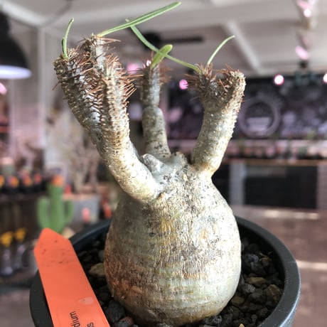 pachypodium  gracilius《S size》特化したピンクベージュ肌※現地球発根済株※店主国内管理2年株※ぼつてり樹形に枝振りよく何よりカラーも堪らない※mad black pot植え