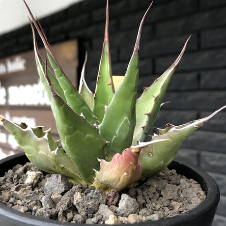 agave montana《M size》選抜株※現地球株発根済※纏まり締まり良きワイルド感満載で男前な出立ちが堪らない‼︎※mad black  pot植え