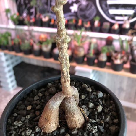 opercullicarya  packypus   littmon  seed🌱 《7年株》幹も太く‼︎ボコボコも強く出た立体樹形balanceも良きパキプス※mad black pot植え