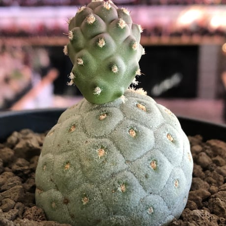 tephrocactus geometricus 《M size》※現地球株カキ仔発根済※③丸々とかわいく綺麗な玉型維持のカキ仔※black bowl pot植え