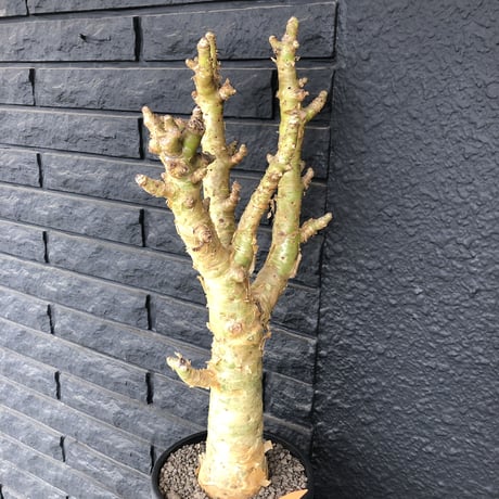 極太 チレコドン パニクラーツス 阿房宮 塊根植物 約30cm 極太チレ