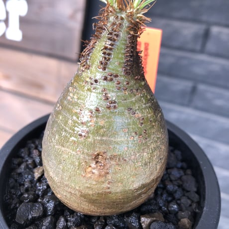 pachypodium  gracilius《大きめS size》まん丸樹形green肌※現地球発根済株※店主国内管理2年株※360度まん丸樹形の堪らなく可愛い一株※mad black pot植え