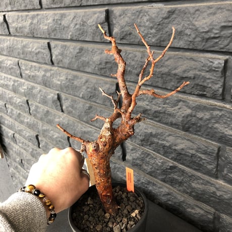commiphora   monstrosa《 M  size》※現地球発根済み株！落葉後剪定済み‼︎※小振り丈の良きサイズ感‼︎上品な出立ちのモンスト‼︎※mad black pot植え