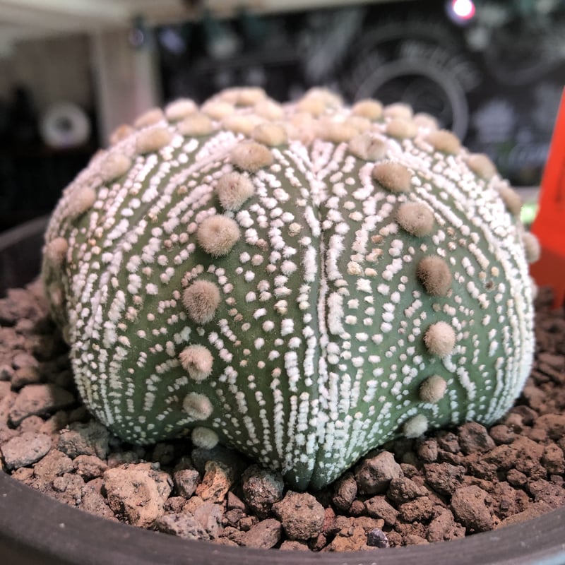 astrophytum asterias var.スーパー兜《LL size》※店主国内管理8
