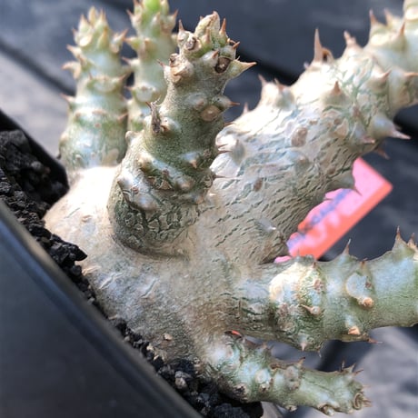 pachypodium windsorii《M size》※選抜littmon seed🌱※weight低き極ぼってり株元&枝振りも◎良樹形※mad black pot植え