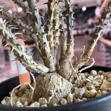 euphorbia    sakarahaensis《M size》