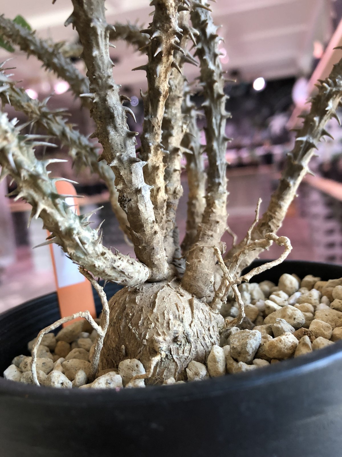 euphorbia sakarahaensis《M size》 | plants hol