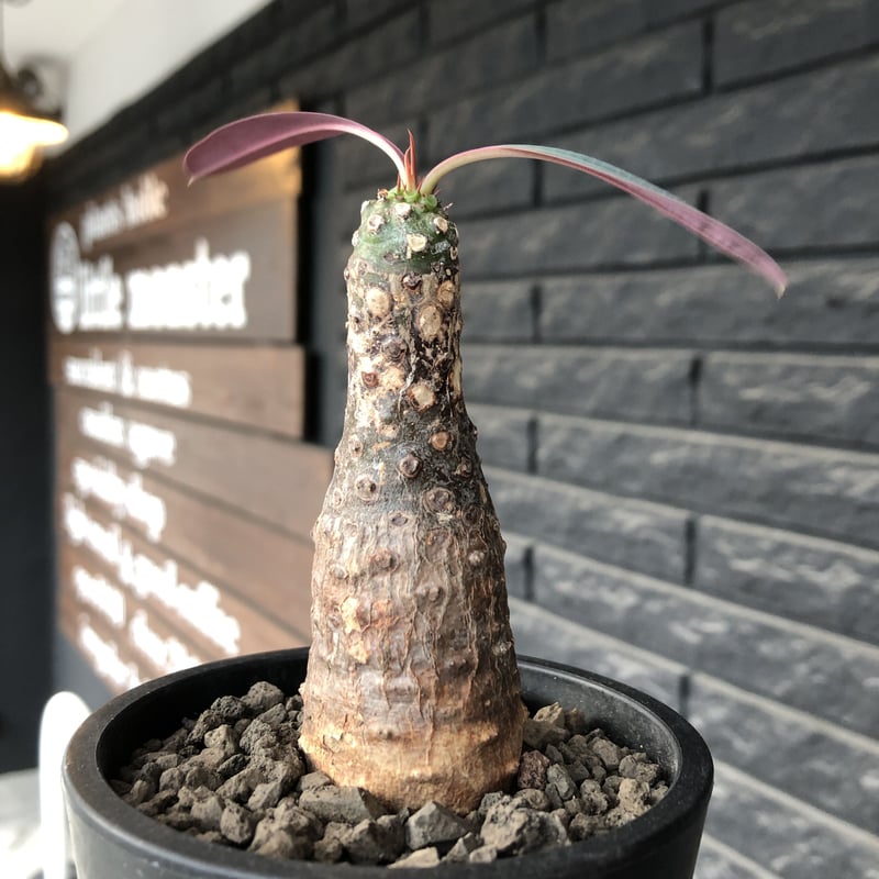 euphorbia pachypodioides《M size 》※現地球発根後店主国内管理