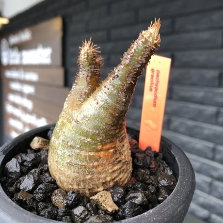 pachypodium gracilius《S size》希少green肌&二頭枝&現地焼け※現地球発根後店主国内管理1年株※二面性感じる纏まりも良きwild良樹形※mad black pot植え