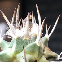 turbinicarpus 白棘昇竜丸《S size》※現地球株カキ仔（斑入り）※激希少‼︎流通なき白棘昇竜丸の斑入り株のため鬼熱となりイキリ立った刀のような白棘と開花時も堪らない一株※信楽焼植え