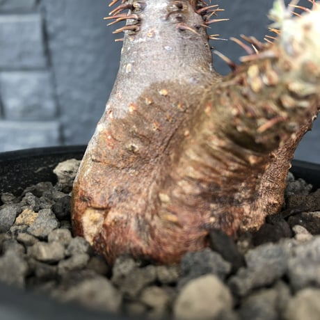 packypodium  cactipes《 S  size》※現地球発根済株※とても特化した独特の自己主張強きフォルムに短枝の為、大変可愛いさも強き一株‼︎※mad black bowl pot植え