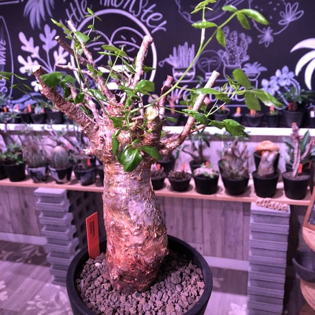 commiphora   humbertii《 M  size》※発根芽吹き済み株‼︎ wildな株幅を持つ男前な佇まい‼︎※mad black pot植え