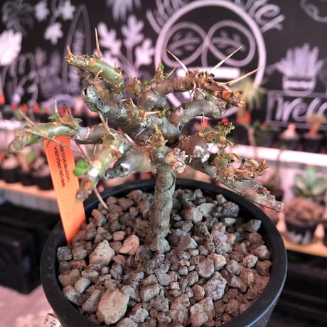 sarcocaulon  vanderietiae《小さめM size》※現地球発根済株※サルコカウロン希少夏型種※店主国内管理2年株‼︎※wild枝振り※mad  black  pot植え