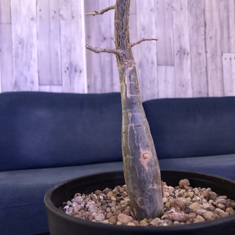 bursera  fagaroides《M size》