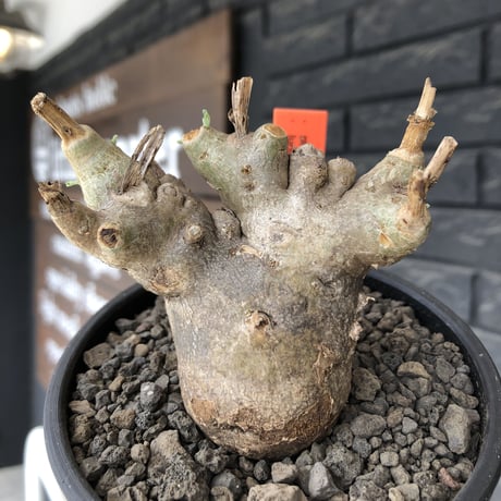 pterodiscus luridus 《大きめM size》極低重心株※現地球発根後店主国内管理3年株※balance良く、極めて枝振り良き一株※mad  black bowl  pot植え