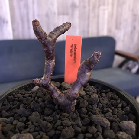pelargonium  mirabile《S size》※限定3株 　誰もが愛おしく堪らないと感じる冬型の人気者‼︎　※mad black bowl pot植え‼︎