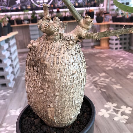 packypodium  bispinosum《L  size》現地球  発根済み株  ※店主管理国内６年株‼︎ ※mad  black  pot植え