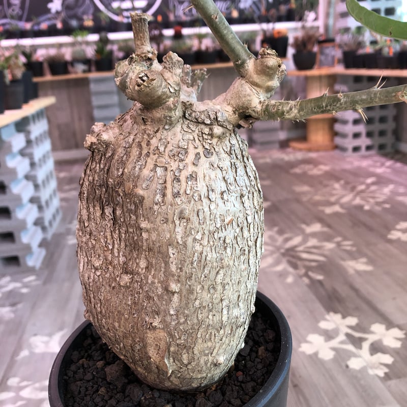 packypodium bispinosum《L size》現地球 発根済み株 ※店主