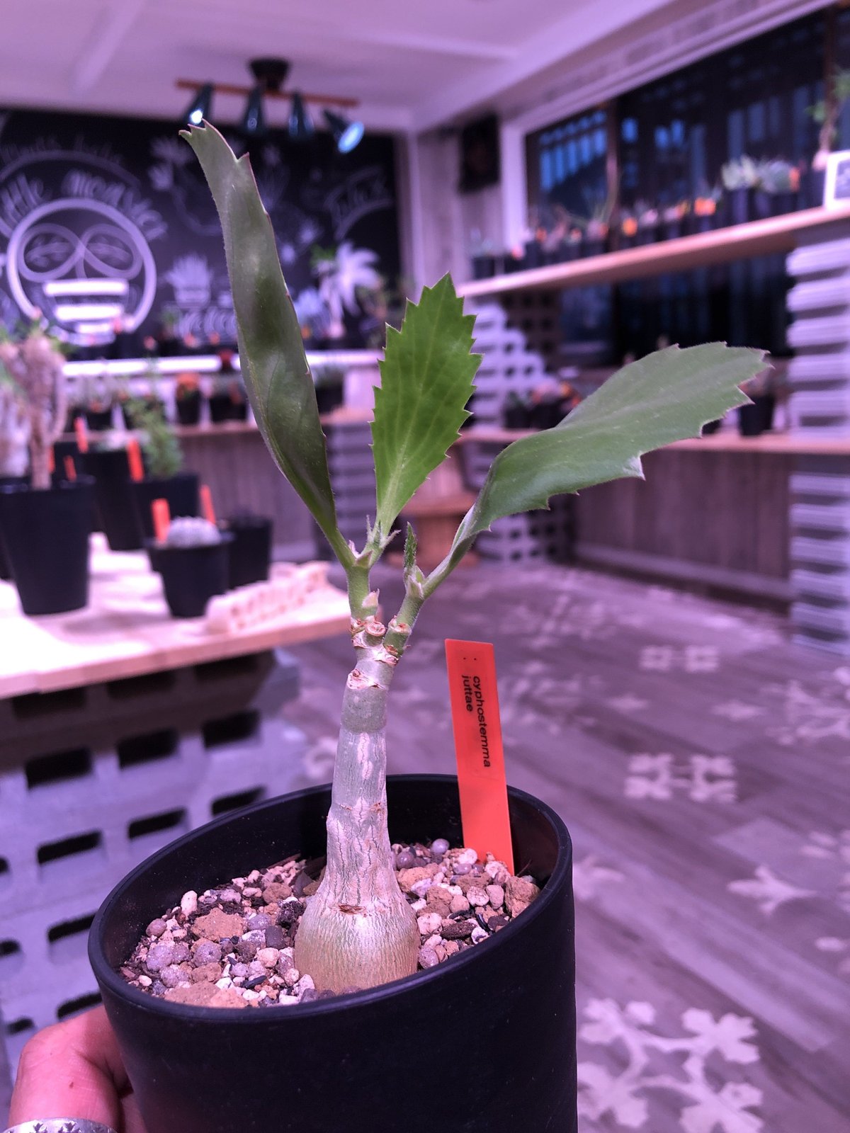 cyphostemma juttae《M size》 | plants holic