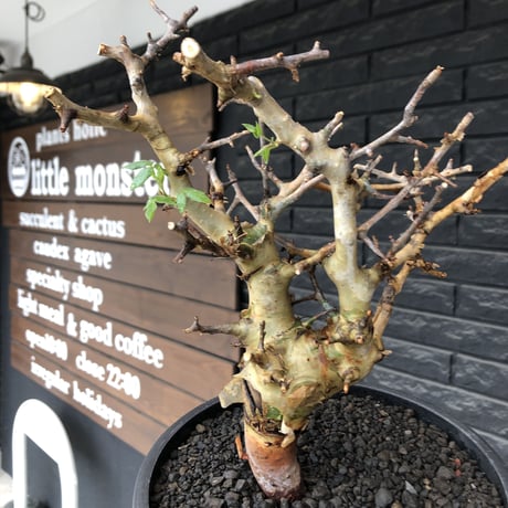 commiphora  africana《L size》※現地球発根後店主国内管理4年株※美しさ&成熟感二面性感じるweight低き良樹形株※mad black bowl pot植え