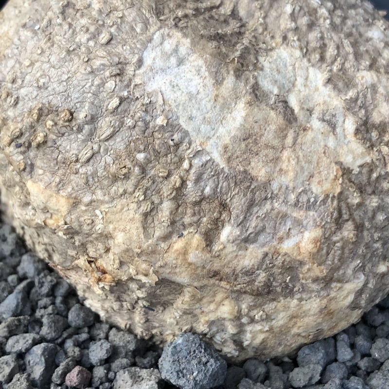 アデニア　オバタ　希少種　発根管理中　3株セット　鉢のまま発送 adenia ovata《L size》激希少種※現地球発根後店主国内管理7年株