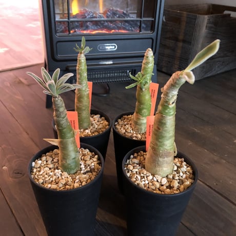 tylecodon    paniculatus   阿房宮《S size》