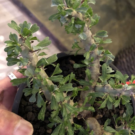 sarcocaulon   patersoni（Ｌ size）大変樹形 balanceも良く、本来の理想の樹形通りに成長してくれています。#mad black pot植え‼︎