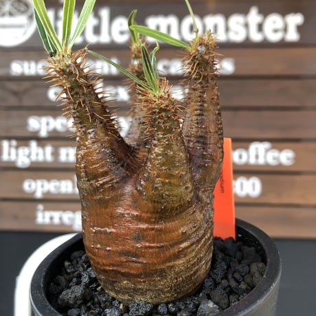 packypodium  gracilius《M size》赤肌株※現地球発根済株※店主国内管理3年株※極めて赤味の強い枝振り良きwildグラキ‼︎低重心な良き装い※mad black pot植え