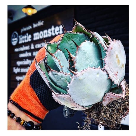 agave guadalajalana《大きめM size》※現地球発根後店主国内管理3年株※極締まり良き美しすぎるボール樹形の選抜株※mad black bowl pot植え