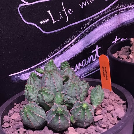 euphorbia    globosa