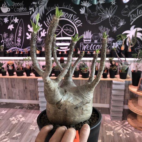 packypodium  gracilius  《L size》 ※Instagram post株   mad black pot植え  ※店主国内5年管理株 （限定1株）