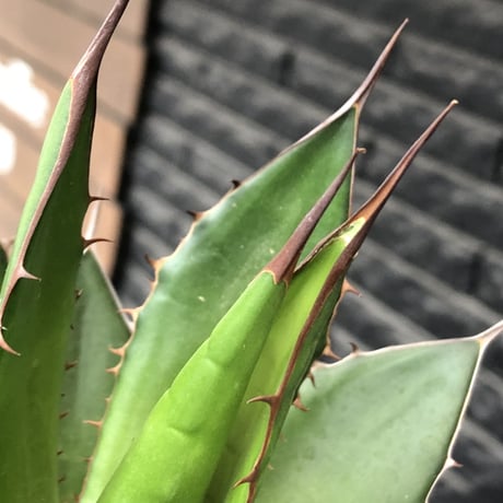 agave horrida《大きめM size》※現地球発根後店主国内管理2年株※締まり&樹形balance良きホリダ※mad black bowl pot植え