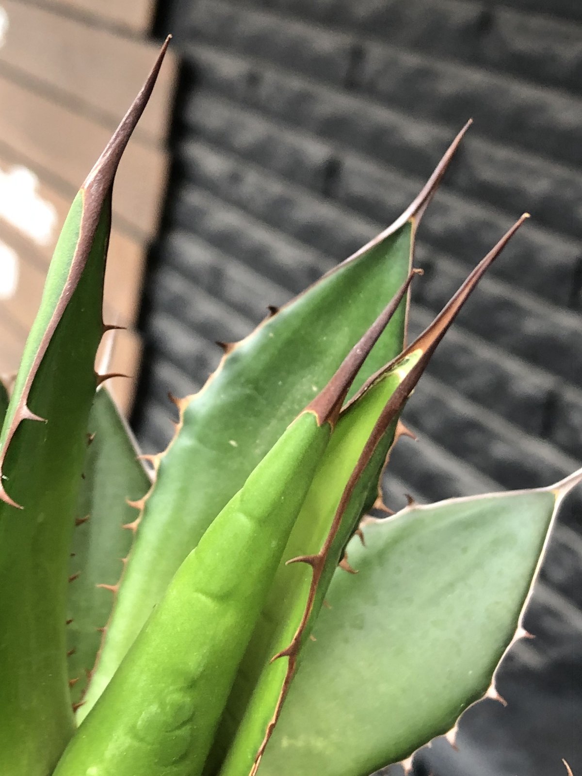agave horrida《大きめM size》※現地球発根後店主国内管理2年株※締まり