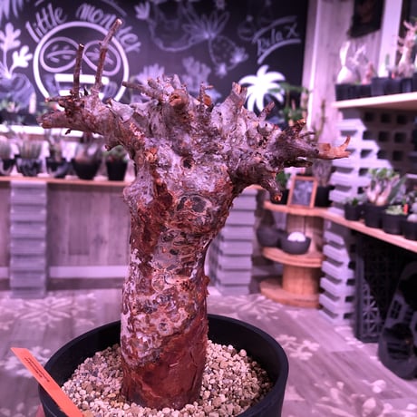 commiphora   orbicularis《 M  size》発根済み株！剪定済み‼︎※balance良きコミフォラ希少種‼︎赤肌オルビクラリス‼︎※激オススメ株‼︎※限定2株‼︎