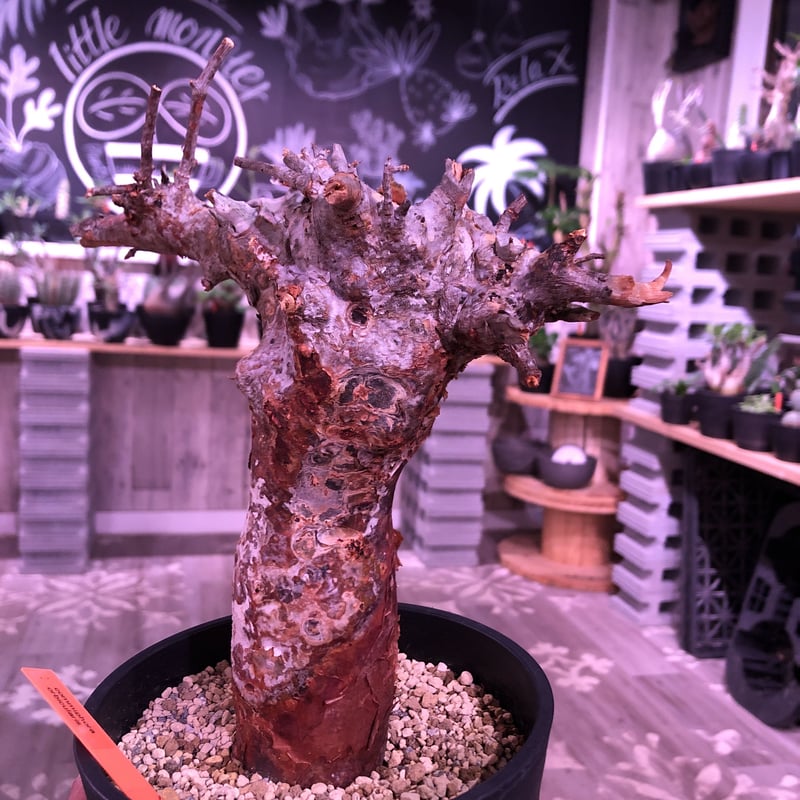 commiphora orbicularis《 M size》発根済み株！剪定済み‼︎※