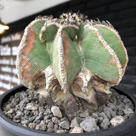 aztekium hintonii《LL size》※現地球発根後店主国内管理22年株※マニア様には涎モノの大変希少な大株現地球ヒントニー※mad black bowl pot植え